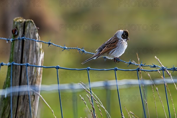 Common reed bunting (Emberiza schoeniclus) male perched on barbwire, barbed wire fence along meadow