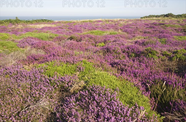 Pink blossom heather plants, Calluna vulgaris, cliff top North Sea coast, Dunwich Heath, Suffolk,