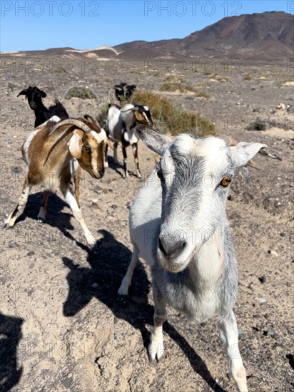 Wild goat (Cabra majorera) Goat looking directly at viewer from close up in volcanic landscape