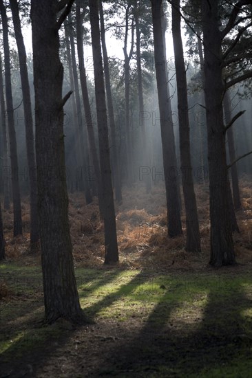 Early morning sunlight shines through conifer trees onto bracken near Snape, Suffolk, England,