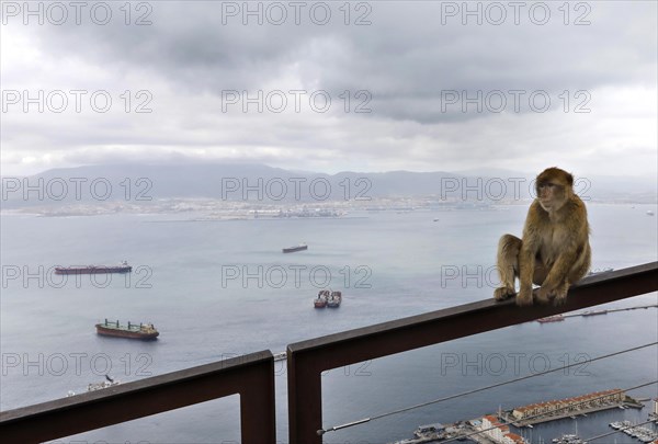 A Gibraltar monkey on the strategically coveted rock. They are the only free-living monkeys in