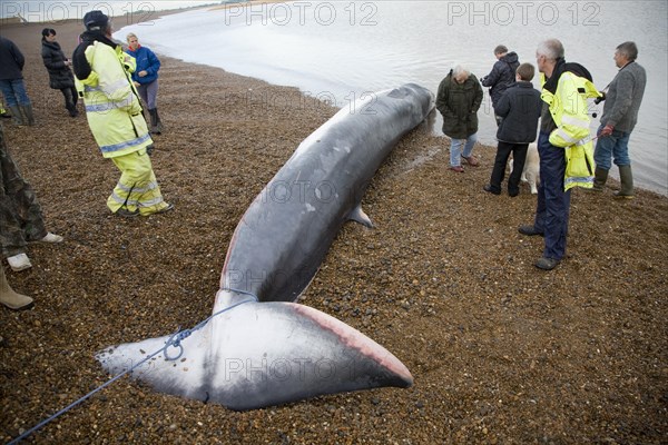 Fin Whale, Balaenoptera physalus, washed up dead on Shingle Street, Suffolk, England, United