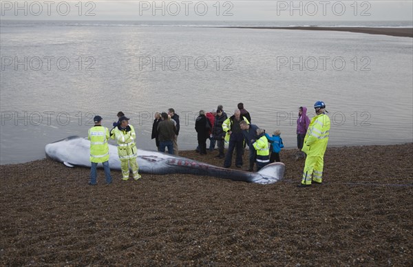 Fin Whale, Balaenoptera physalus, washed up dead on Shingle Street, Suffolk, England, United