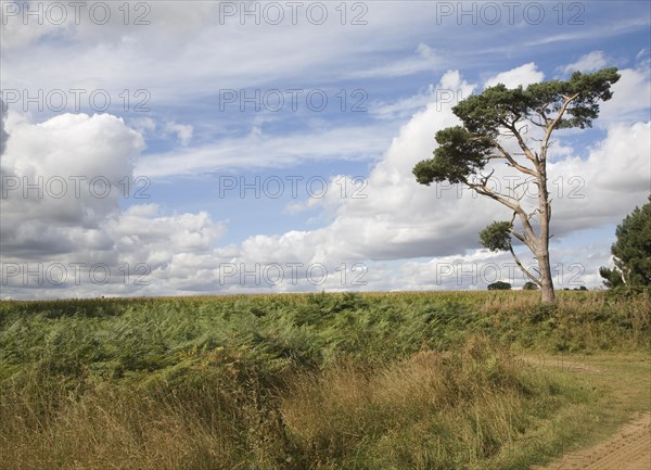 Cumulus clouds in summer blue sky over rural Suffolk Sandlings landscape, Sutton, Suffolk, England,