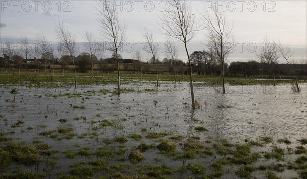 Flooded flood plain with cricket bat willow trees, River Deben at Loudham, Suffolk, England, United
