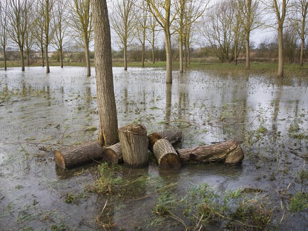 Salix Alba Caerulea, cricket bat willow trees in flood water on River Deben flood plain wetland,