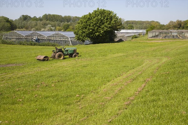 Horticulture market gardening greenhouse nursery at Newbourne, Suffolk, England, United Kingdom,