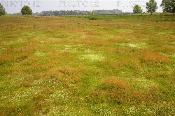 Biodiversity of wildflowers and different grasses in Spring on heathland at Sutton Heath, Suffolk,