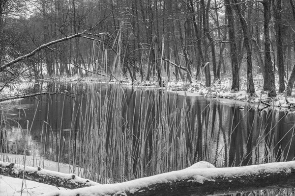 Sapina River and the riparian forest, the swamp, partially reflecting in the slowly flowing water,