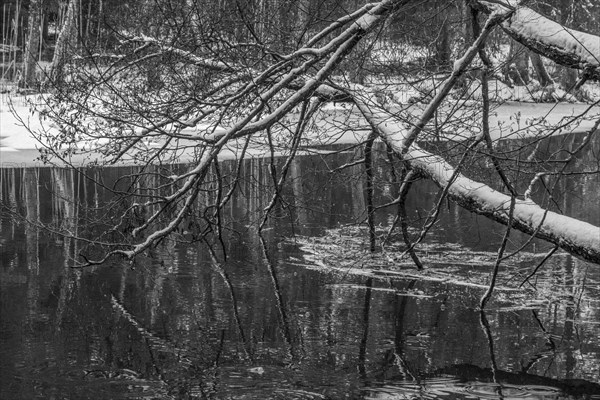 Sapina River and the riparian forest, the swamp, partially reflecting in the slowly flowing water,