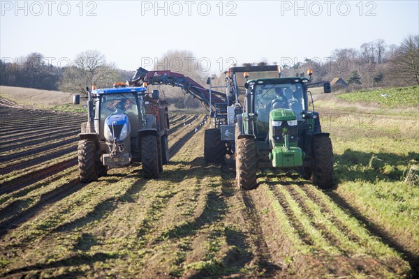 Farm machinery harvesting a winter carrot crop in a field, Ramsholt, Suffolk, England, United