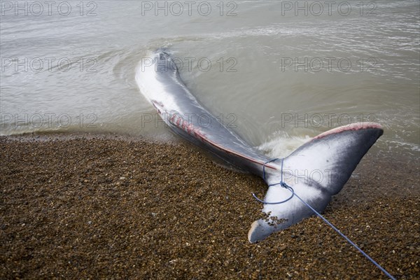 Fin Whale, Balaenoptera physalus, washed up dead on Shingle Street, Suffolk, England, United