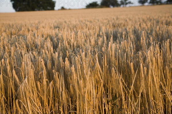 Close-up heads golden barley hanging stalks ready for harvesting, field foreground focus,