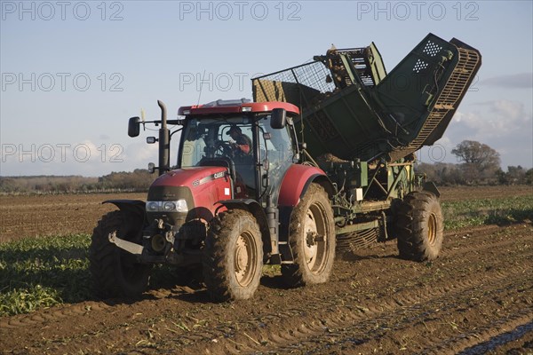 Thyregod sugar beet harvester drawn by tractor harvesting field, Shottisham, Suffolk, England,