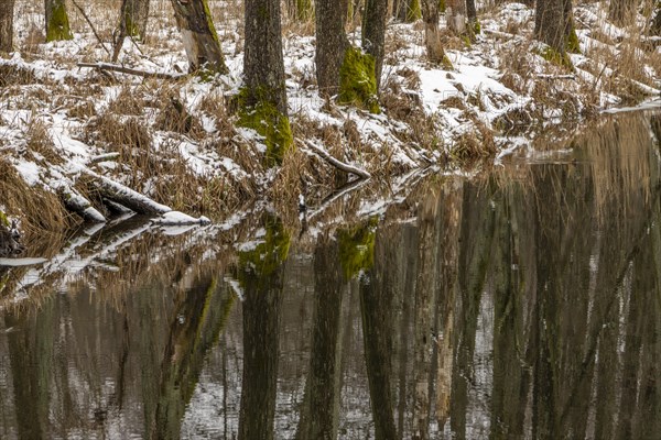 Sapina River and the riparian forest, the swamp, partially reflecting in the slowly flowing water,