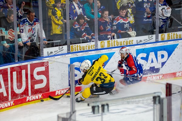 23.02.2024, DEL, German Ice Hockey League, 48th matchday) : Adler Mannheim (yellow jerseys) against