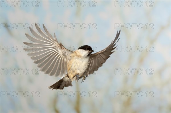 Marsh tit (Parus palustris), in flight, high speed flight recording, winter, animals, birds,