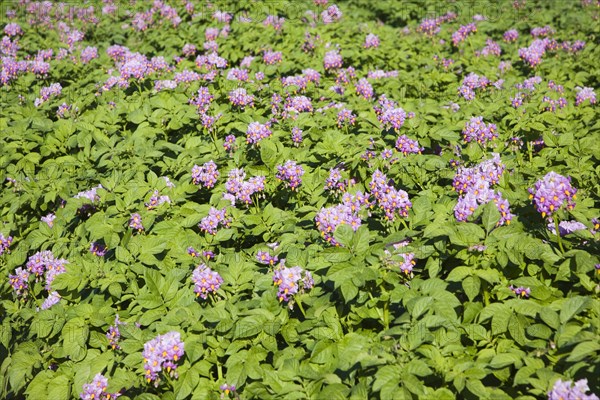 Purple flowers of potato crop growing in a field, Shottisham, Suffolk, England, United Kingdom,