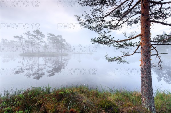 Small island with Scots pine trees in morning mist reflected in pond at Knuthoejdsmossen, nature