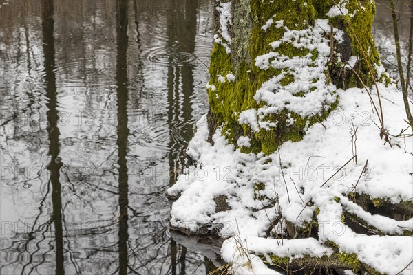 Sapina River and the riparian forest, the swamp, partially reflecting in the slowly flowing water,