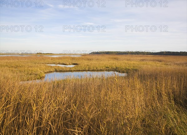 Walberswick National Nature reserve wetland environment marshes Blythburgh, Suffolk, England,