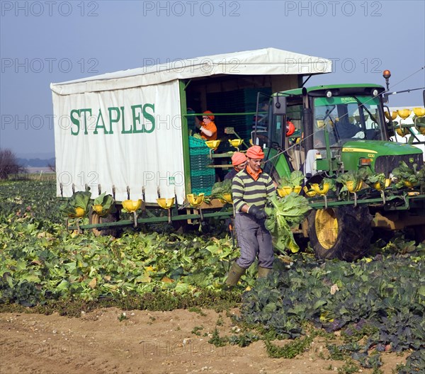 A team of field workers for Staples company harvesting vegetables at Iken, Suffolk, England, United
