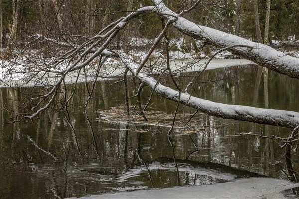 Sapina River and the riparian forest, the swamp, partially reflecting in the slowly flowing water,