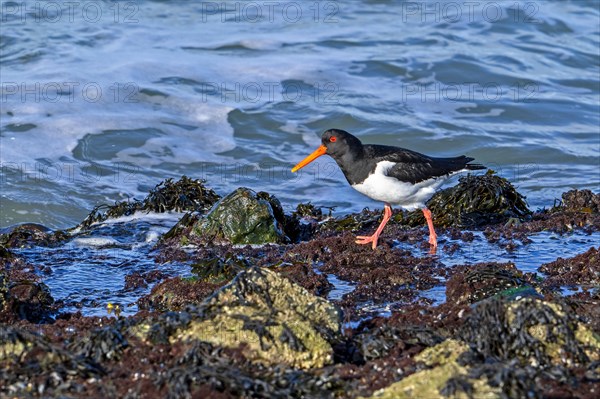 Common pied oystercatcher, Eurasian oystercatcher (Haematopus ostralegus) foraging among rocks on