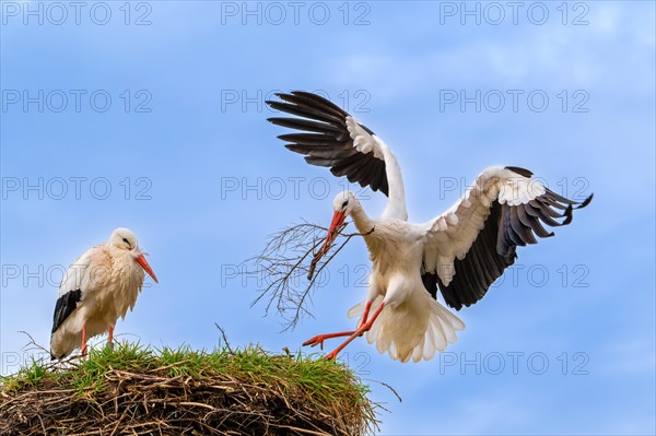 White stork (Ciconia ciconia) female rests while nest building and male landing with big branch in