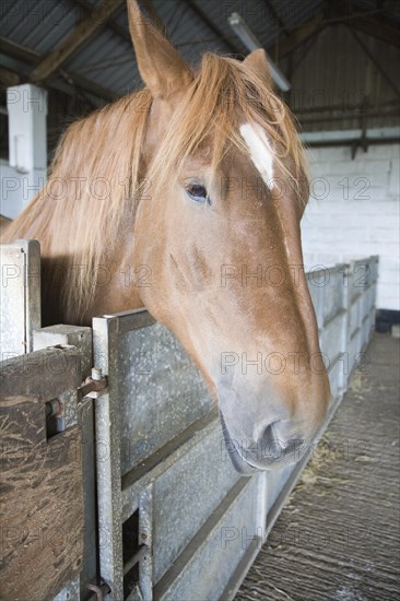Mare standing in stables at Horse stud, stables and tourist attraction at The Suffolk Punch Trust,