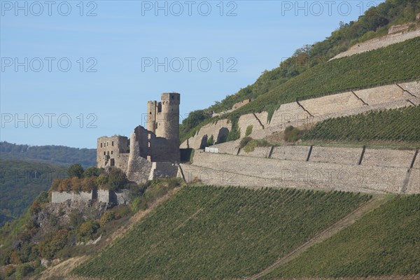 Ehrenfels Castle in vineyards, wine-growing region, Ruedesheim, Rheingau, Taunus, Hesse, UNESCO,