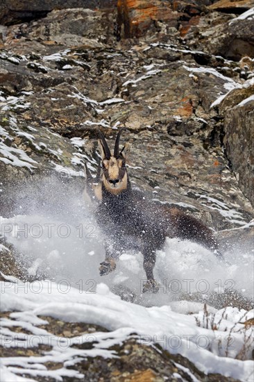 Two chamois (Rupicapra rupicapra) males fighting in rock face in winter during the rut in the