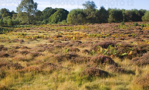 Heathland vegetation in autumn on Sutton Heath, Sandlings heathland, Suffolk, England, United
