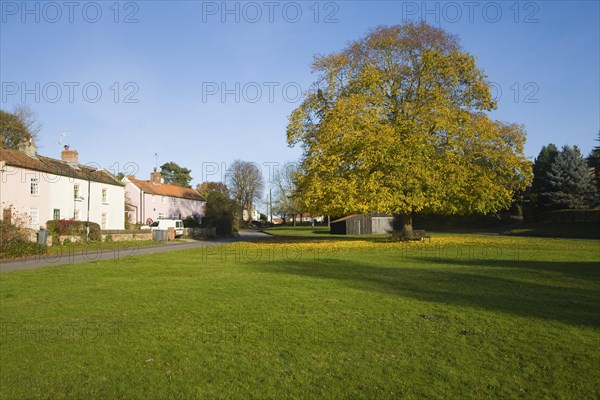 Large lime tree in autumn leaf on the village green in Westleton, Suffolk, England, United Kingdom,