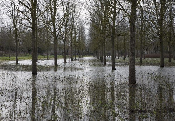 Salix Alba Caerulea, cricket bat willow trees in flood water on River Deben flood plain wetland,