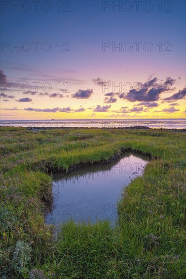 Small pond in the polder area on the North Sea, portrait format, evening light, sunset, Dorum,