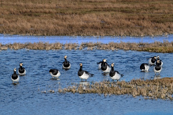 Flock of barnacle geese (Branta leucopsis) resting in wetland in winter, Schouwen-Duiveland,