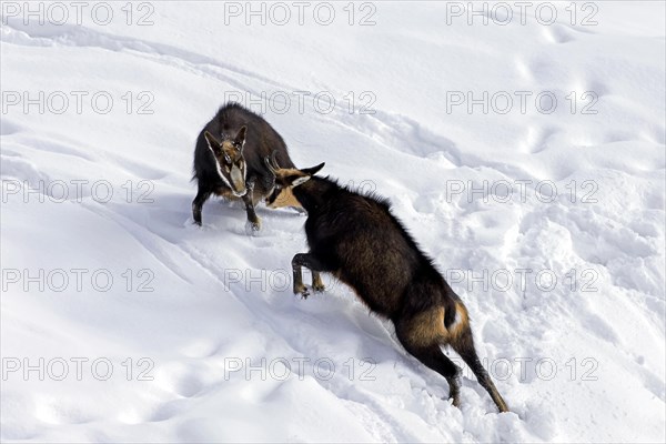 Two chamois (Rupicapra rupicapra) males fighting in the snow in winter during the rut in the