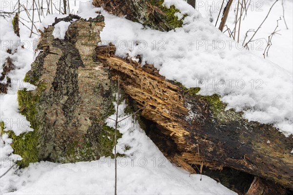 Decaying wood log and a piece of a silver birch bark, partially overgrown with moss and lichen,