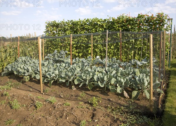 Runner bean and cabbage plants growing in an allotment garden, Shottisham, Suffolk, England, United