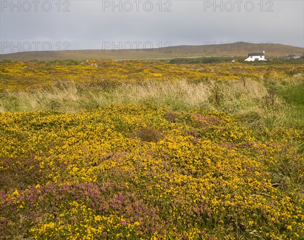 Yellow flowering common gorse and heather on St Agnes Head, Cornwall, England, United Kingdom,