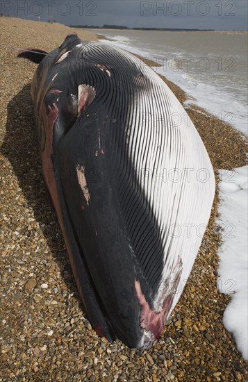 Fin Whale, Balaenoptera physalus, washed up dead on Shingle Street, Suffolk, England, United