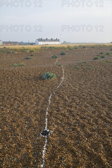 Row of white houses, Coastguard Cottages, at Shingle Street, Suffolk, England, United Kingdom,