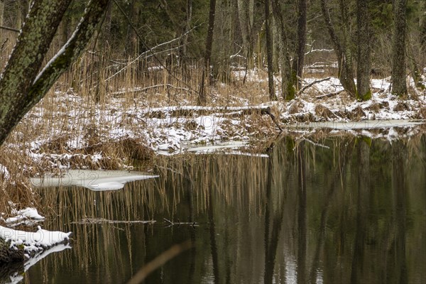 Sapina River and the riparian forest, the swamp, partially reflecting in the slowly flowing water,