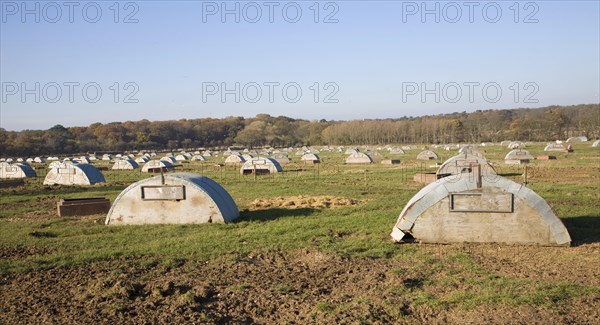 Field with free range open air pig farming with metal sties, Benacre, Suffolk, England, United