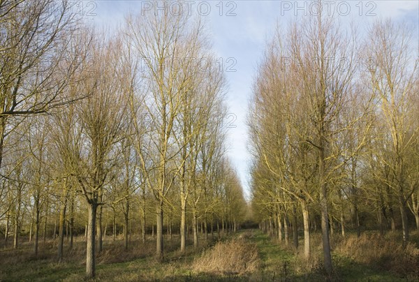 Salix Alba Caerulea, cricket bat willow trees planted on River Deben flood plain wetland, Campsea