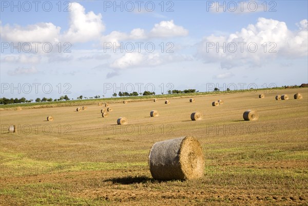 Round golden coloured straw bales in a field of stubble, Boyton, Suffolk, England, United Kingdom,