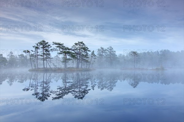 Bog with Scots pine trees in morning mist reflected in pond at Knuthoejdsmossen, nature reserve