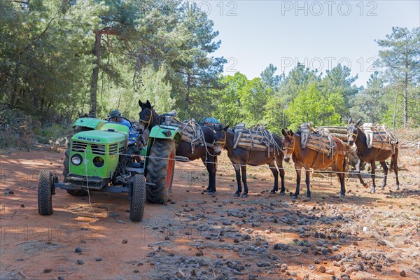 A green tractor stands in front of a row of mules ready to transport timber, near Soufli, Eastern