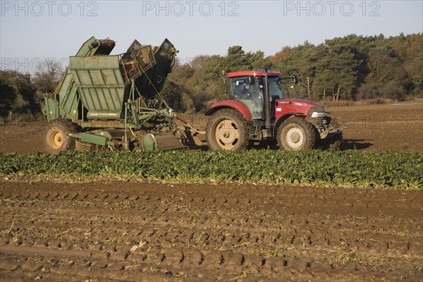 Thyregod sugar beet harvester drawn by tractor harvesting field, Shottisham, Suffolk, England,
